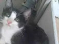Kiara