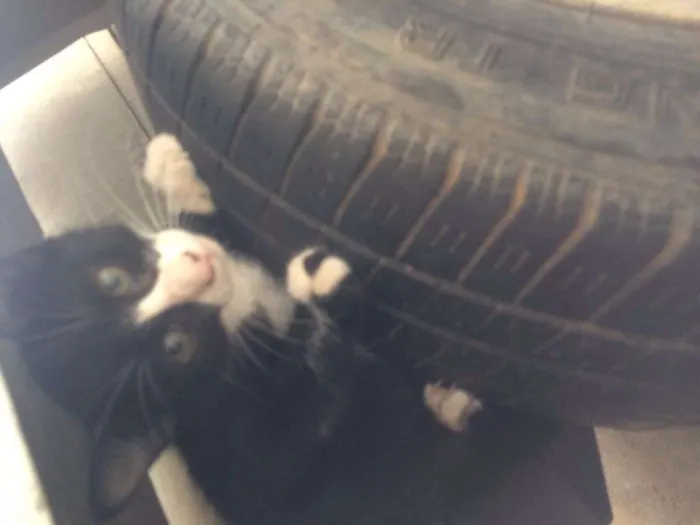 Gato raça  idade 7 a 11 meses nome Frajola