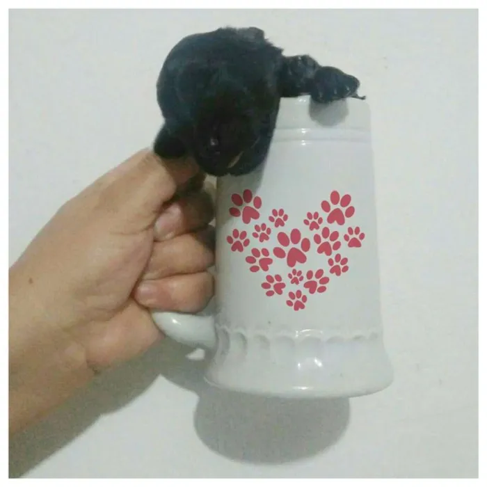 Cachorro raça viralata idade Abaixo de 2 meses nome Filhotes
