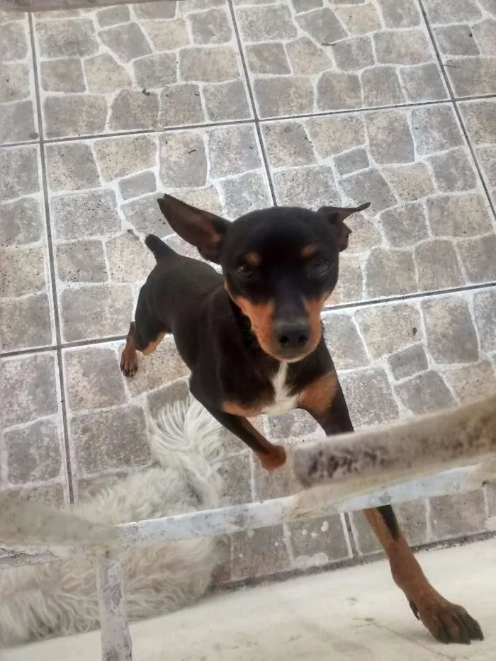 Cachorro raça Pinscher idade 1 ano nome Fred