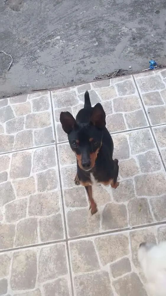 Cachorro raça Pinscher idade 1 ano nome Fred