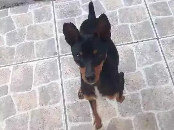 Cachorro raça Pinscher idade 1 ano nome Fred