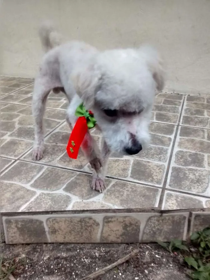 Cachorro raça Poodle idade 6 ou mais anos nome Snoopy