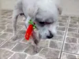 Snoopy