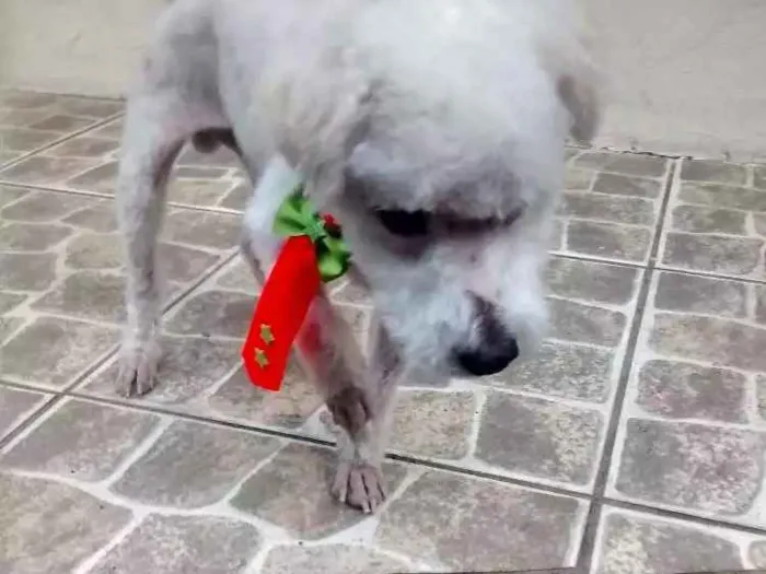 Cachorro raça Poodle idade 6 ou mais anos nome Snoopy