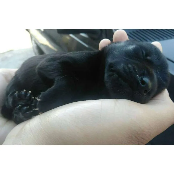Cachorro raça viralata idade Abaixo de 2 meses nome Filhotes
