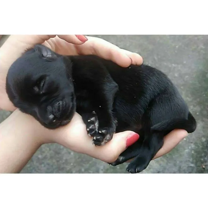 Cachorro raça viralata idade Abaixo de 2 meses nome Filhotes