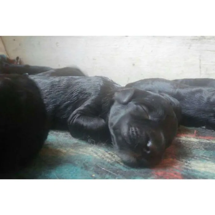 Cachorro raça viralata idade Abaixo de 2 meses nome Filhotes