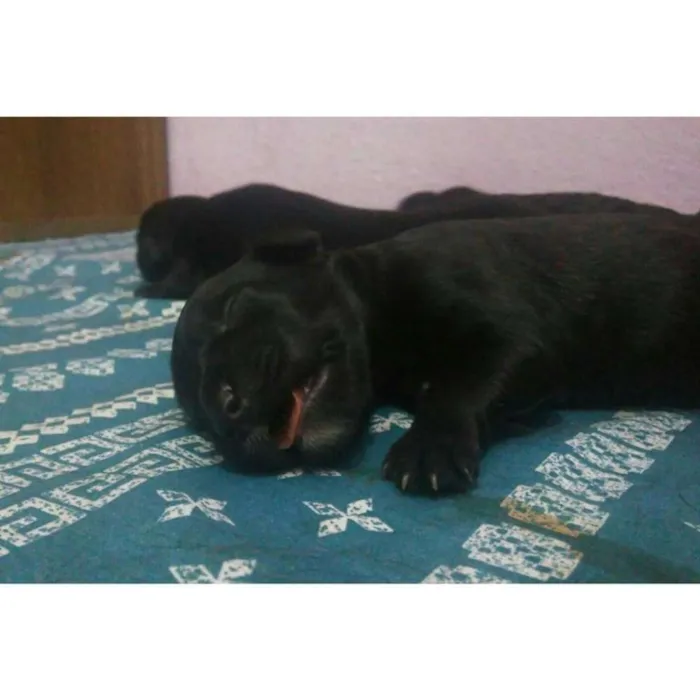 Cachorro raça viralata idade Abaixo de 2 meses nome Filhotes