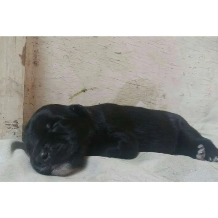 Cachorro raça viralata idade Abaixo de 2 meses nome Filhotes