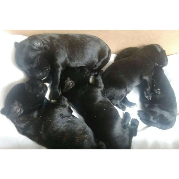 Cachorro raça viralata idade Abaixo de 2 meses nome Filhotes