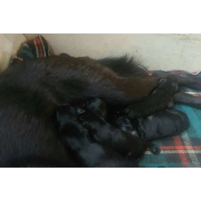 Cachorro raça viralata idade Abaixo de 2 meses nome Filhotes