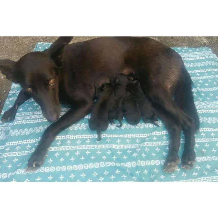Cachorro raça viralata idade Abaixo de 2 meses nome Filhotes