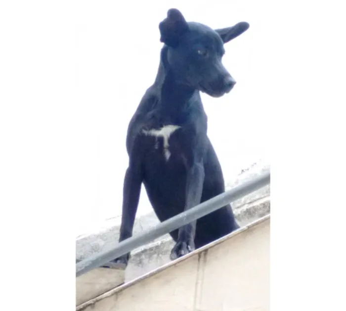 Cachorro raça Mestiça de labrador e vira lat idade 2 anos nome Malévola