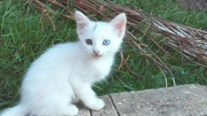 Gato raça  idade Abaixo de 2 meses nome Sem nome