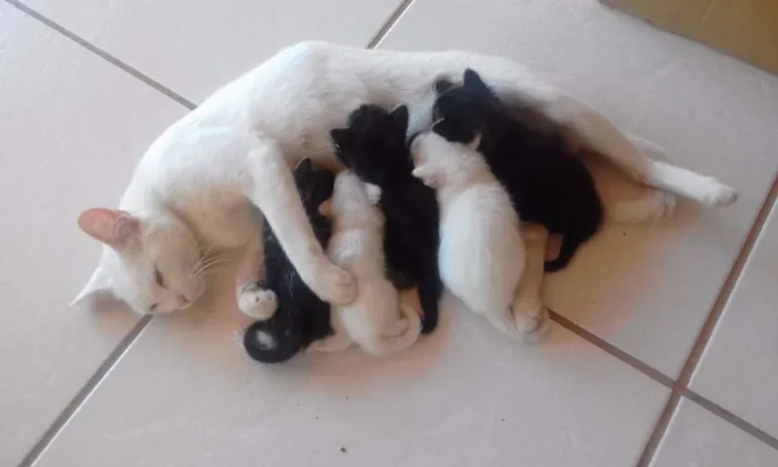 Gato raça  idade Abaixo de 2 meses nome Sem nome