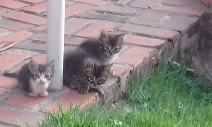 Gato raça  idade Abaixo de 2 meses nome Sem nome