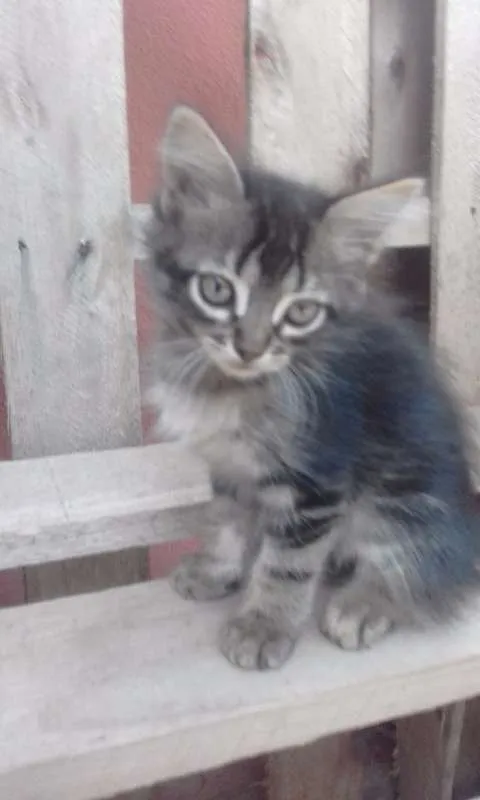 Gato raça  idade Abaixo de 2 meses nome Sem nome