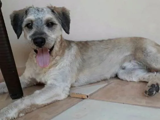 Cachorro ra a Vira-lata idade 7 a 11 meses nome Café 