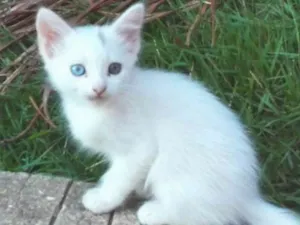 Gato raça  idade Abaixo de 2 meses nome Sem nome