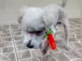 Snoopy