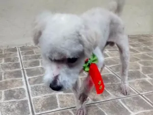 Cachorro raça Poodle idade 6 ou mais anos nome Snoopy