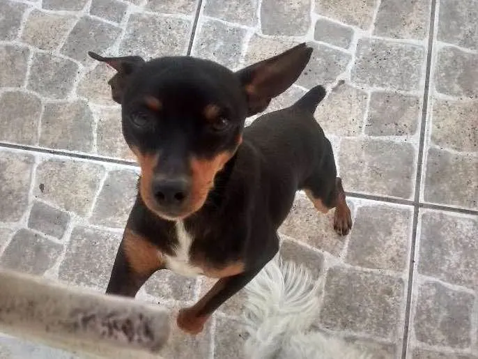 Cachorro raça Pinscher idade 1 ano nome Fred