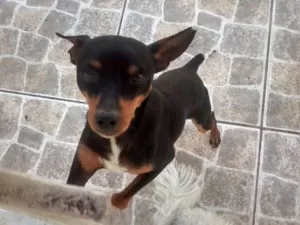 Cachorro raça Pinscher idade 1 ano nome Fred