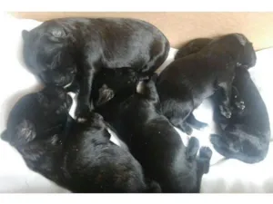 Cachorro raça viralata idade Abaixo de 2 meses nome Filhotes