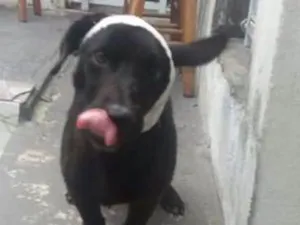 Cachorro raça Viralata idade 2 anos nome Pretinho
