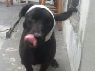 Cachorro ra a Viralata idade 2 anos nome Pretinho