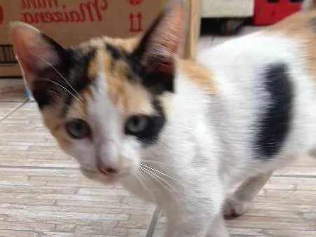Gato ra a Vira-Lata idade 2 a 6 meses nome Sem Nome