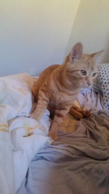Gato raça SRD idade 2 a 6 meses nome Ainda não escolhemos