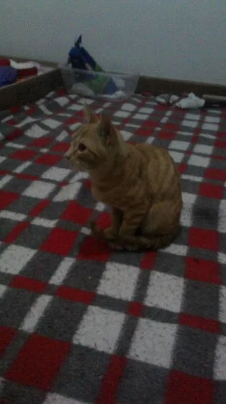 Gato raça SRD idade 2 a 6 meses nome Ainda não escolhemos