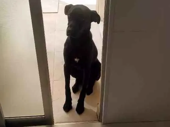 Cachorro ra a SRD idade 7 a 11 meses nome Rufus