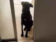 Rufus