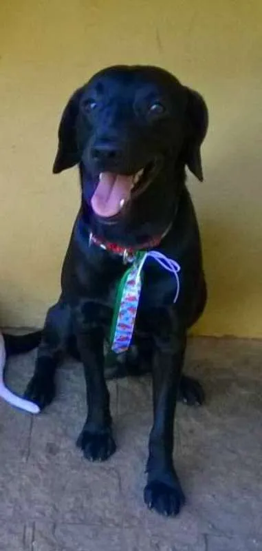 Cachorro ra a SRD idade 5 anos nome Negão