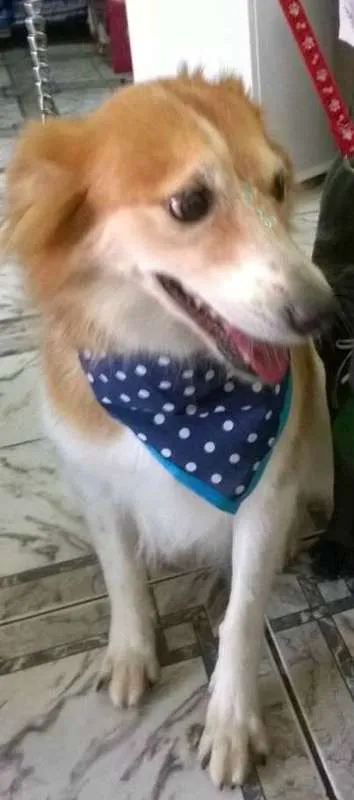 Cachorro ra a SRD idade 5 anos nome Kali