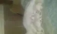 filhotes 