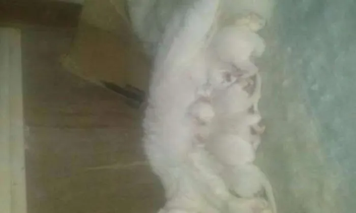 Gato ra a viralata idade Abaixo de 2 meses nome filhotes 