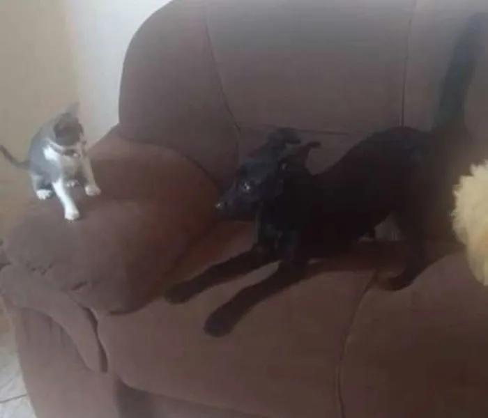 Cachorro ra a SRD idade 7 a 11 meses nome KIARA