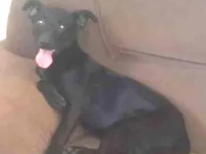 Cachorro raça SRD idade 7 a 11 meses nome KIARA