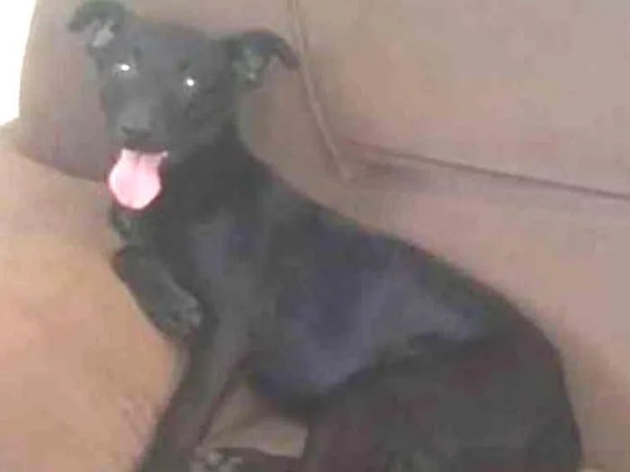Cachorro ra a SRD idade 7 a 11 meses nome KIARA
