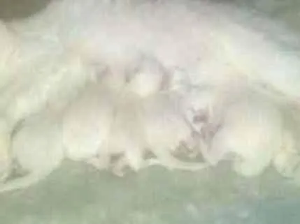 Gato ra a viralata idade Abaixo de 2 meses nome filhotes 