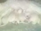 Gato raça viralata idade Abaixo de 2 meses nome filhotes 