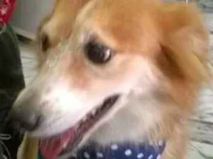 Cachorro raça SRD idade 5 anos nome Kali