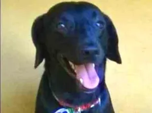 Cachorro raça SRD idade 5 anos nome Negão