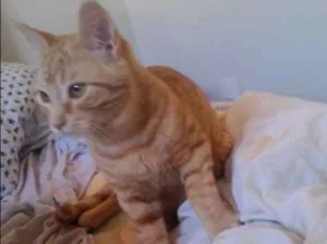 Gato raça SRD idade 2 a 6 meses nome Ainda não escolhemos