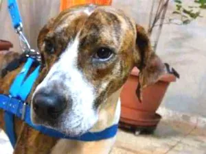 Cachorro raça SRD idade 3 anos nome Luke