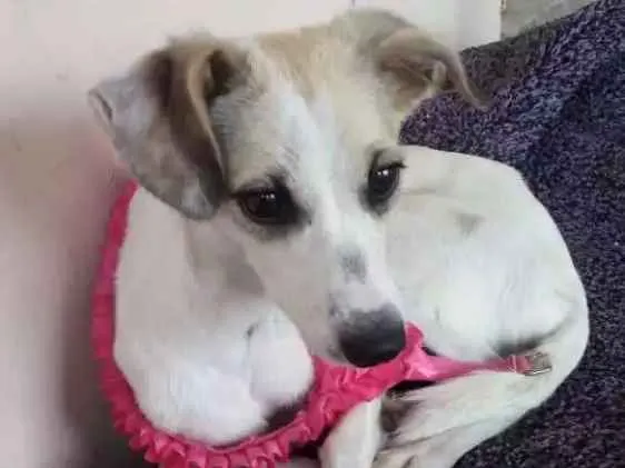 Cachorro ra a indefinida  idade 1 ano nome Laysa Vitória 